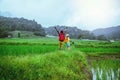 Lover asian men asian women travel nature Travel relax Walking a photo on the rice field in rainy season in Chiang Mai, Thailand Royalty Free Stock Photo