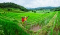 Lover asian men asian women travel nature Travel relax Walking a photo on the rice field in rainy season in Chiang Mai, Thailand Royalty Free Stock Photo