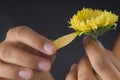 Lover hands breaking petals of a flower