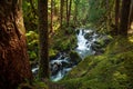 Lover`s Lane Falls, Sol Duc Wilderness Royalty Free Stock Photo