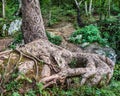 Lover's tree with gnarly roots and initials carved on it