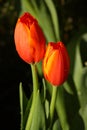 Lover tulip