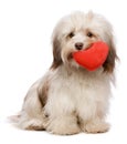 Lover Valentine chocolate Havanese