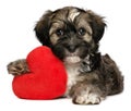 Lover Valentine Havanese male puppy dog