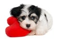 Lover Valentine Havanese puppy