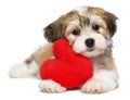 Lover Valentine Havanese puppy Royalty Free Stock Photo