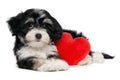 Lover Valentine Havanese puppy dog Royalty Free Stock Photo