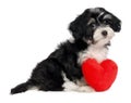 Lover Valentine Havanese puppy dog Royalty Free Stock Photo