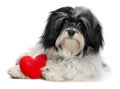 Lover Valentine Havanese puppy dog Royalty Free Stock Photo