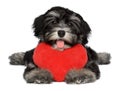 Lover Valentine Havanese puppy dog with a red heart Royalty Free Stock Photo