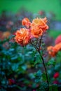 Lovers Meeting Hybrid Tea rose blossoms after rain