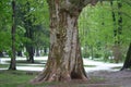 Lovers Tree Carved Names Royalty Free Stock Photo