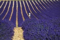 Lovers walking among lavender, Valensole, Provence