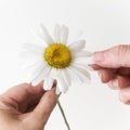 Loves or notloves me, plucking off the petals of a chamomile