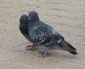 Lovey-Dovey Moment: Pigeons Sharing a Kiss Royalty Free Stock Photo