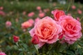 `Lovey Lady` bright pink roses, photographed in Regent`s Park in central London UK.