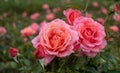 `Lovey Lady` bright pink roses, photographed in Regent`s Park in central London UK.