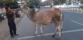 Lovey seen looking road cow