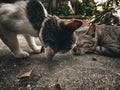 a lovey cat couple in a dramatic effect setting