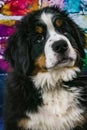 Loving Bernese Mountain Dog Puppy Portrait