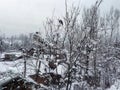 Loving birds enjoy on snow bound tree