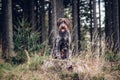 Loving bitch Bohemian Wire-haired Pointing Griffon sitting on a stump, staring into the woods, what just moved there. Man best