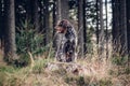 Loving bitch Rough-coated Bohemian Pointer sitting on a stump, staring into the woods, what just moved there. Man best friend. Royalty Free Stock Photo