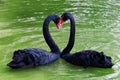 Two black swans are falling love with each other, their necks form the heart shape.