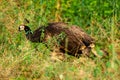 Loving, Caring and Protective mother peahen or female Peafowl with playful peachicks or chicks trying their first fly Royalty Free Stock Photo