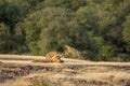 Loving caring royal bengal tiger mother hugging and cuddling moment with two of small cubs in natural green background at outdoor Royalty Free Stock Photo