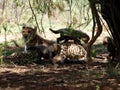 Loving cheetah mother with cubs Royalty Free Stock Photo