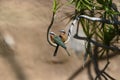 Loving couple of Bee-eater birds on a twig