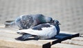 A loving couple of birds. Pigeons. Royalty Free Stock Photo