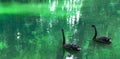 Loving couple of black swans swimming in the green pond. Cygnus atratus, Anserinae Royalty Free Stock Photo