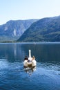 A loving couple swims in a boat in the form of a swan on a lake in the Austrian Hallstatt.