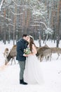 Loving couple walking, hugging and kissing, in winter snowy forest. Herd of deer on the background. Winter wedding. Royalty Free Stock Photo