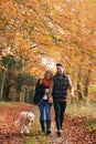 Loving Couple Walking With Pet Golden Retriever Dog Along Autumn Woodland Path Through Trees Royalty Free Stock Photo