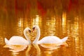 A loving couple of white swans with heart shaped necks. Royalty Free Stock Photo