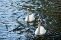 A loving couple of white swans swimming in the lake