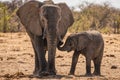 Loving Elephant mother and calf lactation