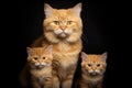 Loving Family of Yellow Cats with Kitten in Studio on Black Background