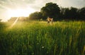 Loving hipster couple walking in the field, kissing and holding hands, hugging, lying in the grass in the summer at sunset. Royalty Free Stock Photo