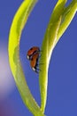 Loving lady bugs Royalty Free Stock Photo