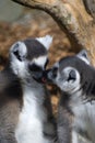 Loving lemurs Royalty Free Stock Photo