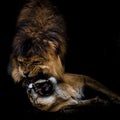 Loving lions biting