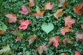 Loving Maple Leaves