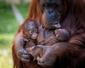 Loving mother orangutan embraces her babies.