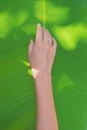 Loving nature concept: female hand on a large tropical leaf. Royalty Free Stock Photo