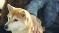 Loving owners of shiba inu dog are petting and fussing their pet touching its head and neck while happy animal is