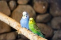 A loving parakeet couple